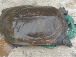 Cua đinh 30 kg ở Hà Nội 